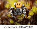 Ladybird spider  eresus...