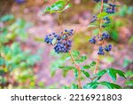 Small photo of Mahonia aquifolium (Oregon-grape or Oregon grape), blue fruits in the garden