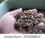 Maggots   adult larvae of black ...