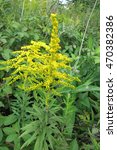 Small photo of Canada goldenrod or Canadian goldenrod (Solidago canadensis) in the meadow