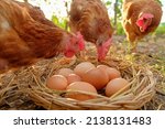 Fresh Eggs Wooden Basket At...
