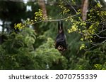Small photo of Mauritian flying fox take a rest in the forest. Flying fox in wild. Mauritius nature.