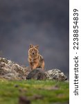 Small photo of Golden jackal searching for food in the Rhodope mountains. Jackal moving in the Bulgaria mountains. Carnivore during winter. European nature. Canine predator on the rock.