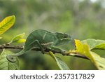 Small photo of Furcifer bifidus is climbing on the branch in Madagascar. Grean chameleon in the forest.