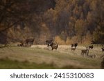 Red deer during rutting time. Red deers and mouflons are together on the meadow. Mountains full of animals. 