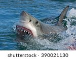 Great white shark  carcharodon...