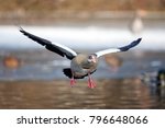 Egyptian Goose  Alopochen...