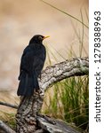 Common Blackbird  Turdus Merula ...