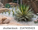 Agave  Succulent Plant With...