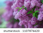 Blossoming Purple Lilacs In The ...