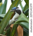 Small photo of Male Blue-faced honeyeater perched in a palm tree at Noosa Heads, Noosa, Queensland, Australia