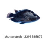 Small photo of A mixed flowerhorn fish that has undergone genetic mixing, on an isolated white background
