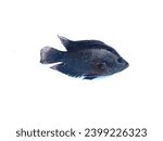 Small photo of A mixed flowerhorn fish that has undergone genetic mixing, on an isolated white background
