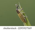 Weevil (curculionidae) of the species Lixus filiformis