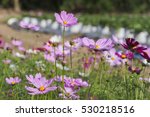 Background Nature Flowers At...