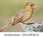 Small photo of Female cardinals lack the eye-catching, bright crimson of their male counterparts, but they make up for it with red highlights on subtle shades of brown and gray.
