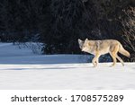 Coyote Walking In Snowy Forest...