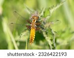 Small photo of Broad-bodied Chaser, the dragonfly with the widest abdomen