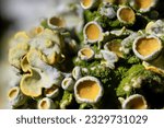 Small photo of The thallus of this small foliose lichen has finely divided greyish-yellow finger like lobes about 1 mm wide