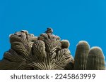 Crested Saguaro Cactus In The...