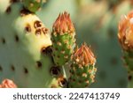 Prickly Pear Cactus In The...