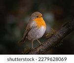 Small photo of The robin is relatively unafraid of people and drawn to human activities involving the digging of soil, in order to look out for earthworms and other food freshly turned up.