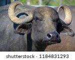 The Water Buffalo Or Domestic...