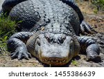 An Alligator Is A Crocodilian...