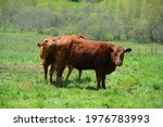 Small photo of Devon is an ancient breed of cattle from the south western English county of Devon. It is a rich red or tawny colour, and this gives rise to the popular appellation of Devon Ruby or Red Ruby