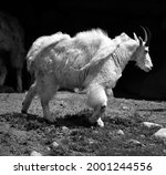 Mountain Goat Also Known As The ...