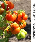 Small photo of Heirloom tomato or heritage tomato is an open-pollinated, non-hybrid heirloom cultivar of tomato.