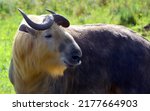 Sichuan takin or Tibetan takin is a subspecies of takin (goat-antelope). Budorcas from Greek bous ("ox" or "cow") and dorkas ("gazelle") taxicolor from Latin taxus ("badger") and color ("hue")