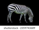 Small photo of Burchell's zebra is a southern subspecies of the plains zebra. It is named after the British explorer William John Burchell. Common names include bontequagga, Damara zebra and Zululand zebra