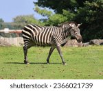 Small photo of Burchell's zebra is a southern subspecies of the plains zebra. It is named after the British explorer William John Burchell. Common names include bontequagga, Damara zebra and Zululand zebra