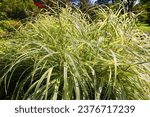 Small photo of Poaceae or Gramineae is a large and nearly ubiquitous family of monocotyledonous flowering plants known as grasses, commonly referred to collectively as grass