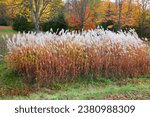 Small photo of Poaceae or Gramineae is a large and nearly ubiquitous family of monocotyledonous flowering plants known as grasses, commonly referred to collectively as grass