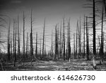 Small photo of Seasoned wood of dead forest. drought is caused by volcanic ejectamenta, Kamchatka, Russia