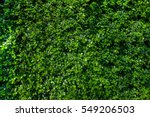 Green Bush Wall