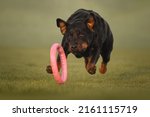 Rottweiler Dog Playing With A...