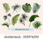 beautiful hand drawn  botanical ... | Shutterstock .eps vector #553976293