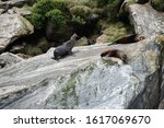 Three Seals Resting On A Rock
