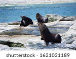 Three Seals In A Reserve