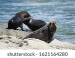 Three Seals By The Ocean