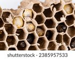 Small photo of Close up of asian hornet wasp nest honeycombed insect macro with larva larvae alive and dead. Poisonous venom animal colony. Concept of danger in nature