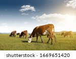Cows of all colors grazing on the grassland under the blue sky and white clouds