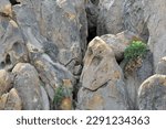 Small photo of Close up detail of shapely boulders and scant greenery on sunny day in Alabama Hills, Lone Pine CA.