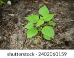 Small photo of Acalypha indica , Indian scalypha, Indian mercury, Indian vopperleaf, Indian nettle, three-seeded mercury plant and flower