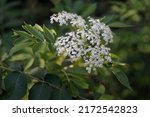 Small photo of American Black Elderberry (Sambucus canadensis) in full bloom in June, also known as Common Elderberry, American Elderberry and Elderberry can be toxic in some circumstances.