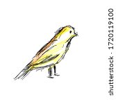 Yellow Canary Bird Vector Hand...