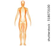 Human Male Muscle Body. 3d